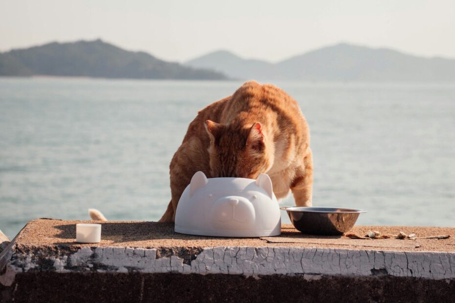 a cat eating out of a bowl on a ledge